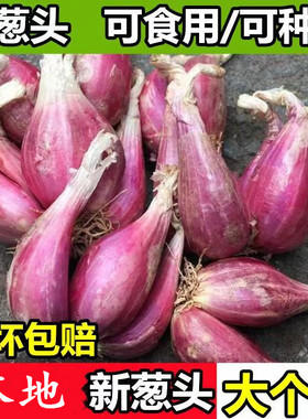 正宗特香红葱头种子小香葱红葱头种四川商用四季葱头葱种香葱种头
