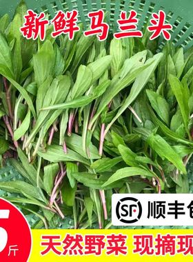 新鲜马兰头野菜顺丰包邮野生红杆当季蔬菜马兰头菜江苏时令马兰菜
