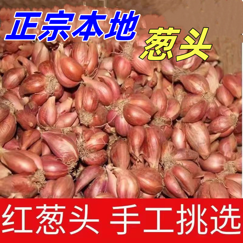 苏北本地红葱头可种植可食用