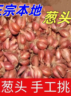 葱头红葱头葱种干葱头种香葱头火葱头正宗苏北特大香葱种籽小葱头