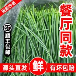 顺丰沙葱新鲜野葱野菜鲜沙葱民勤农家特产蔬菜现摘现发火锅食材菜