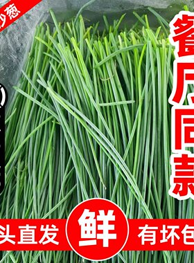 顺丰沙葱新鲜野葱野菜鲜沙葱民勤农家特产蔬菜现摘现发火锅食材菜
