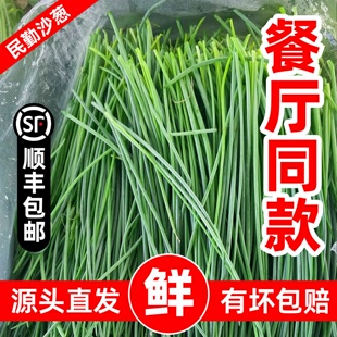 顺丰沙葱新鲜野葱野菜鲜沙葱民勤农家特产蔬菜现摘现发火锅食材菜