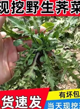 正宗荠菜野菜新鲜包邮现摘现挖荠荠菜野生鲜荠菜馅时令当季蔬菜
