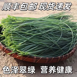 顺丰沙葱新鲜野葱野菜鲜沙葱民勤农家特产蔬菜现摘现发火锅食材菜