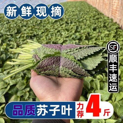 品质紫苏叶新鲜现摘食用