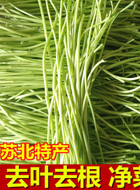 江苏农家高品质芦蒿新鲜现摘现发时令净菜自种去叶泥蒿黎蒿芦蒿菜