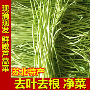 江苏农家高品质芦蒿新鲜现摘现发时令净菜自种去叶泥蒿黎蒿芦蒿菜