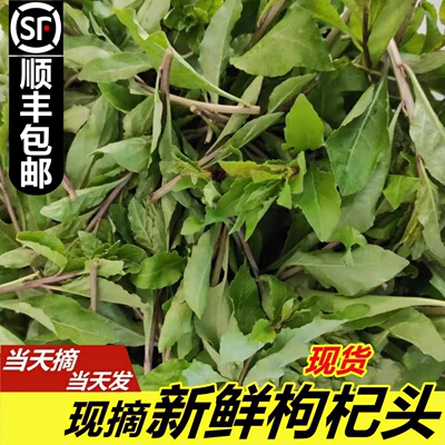 顺丰苏北新鲜枸杞头枸杞芽尖枸杞叶枸杞菜嫩芽蔬菜现摘现发枸杞菜