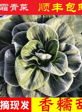 霜打青菜苏州青农家蔬菜现摘现发上海青新鲜当季江苏农家打霜青菜