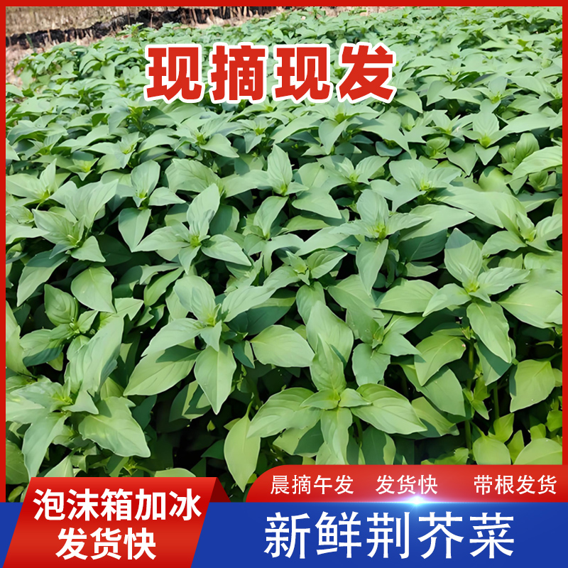 河南荆芥菜新鲜蔬菜大叶荆棘菜荆芥荆芥苗农家现摘特产带根调味菜