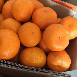 正宗黄岩蜜橘黄岩本地早黄岩蜜桔自家种植新鲜橘子 不是涌泉桔子