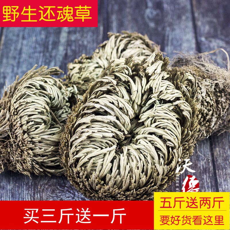 九死还魂草干  还阳草 500g 卷白干 打不死草 复活长命