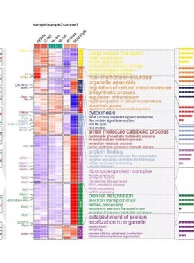 火山图及热图制作，差异分析，转录组
