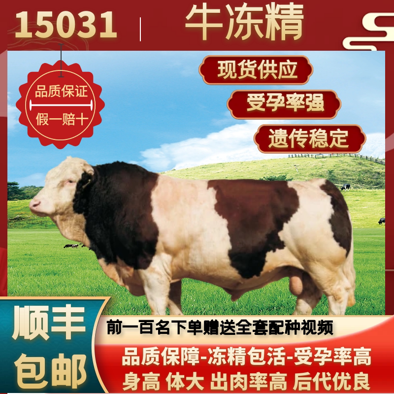 高温牛冻精西门塔尔15031种牛冻精/牛精子/牛精液/牛种子人工授精