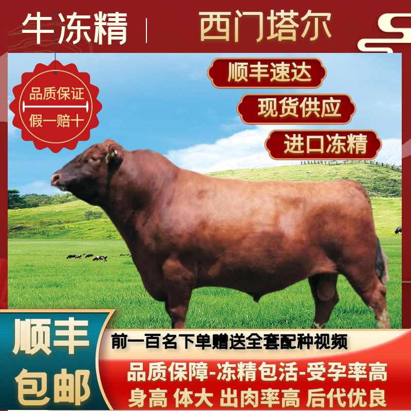 高温牛冻精红安格斯10130种牛冻精/牛精子/牛精液/牛种子人工授精