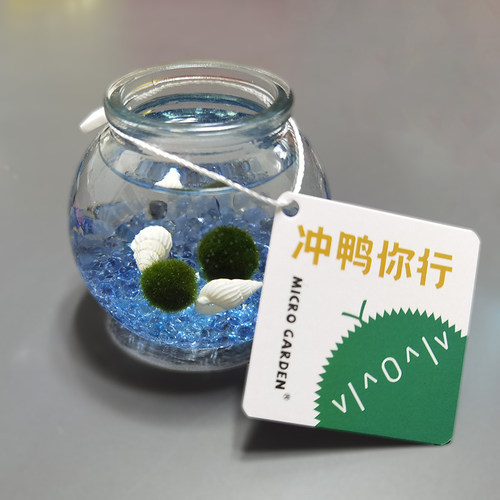 海藻球迷你小植物水培室内懒人桌面摆件marimo生态瓶微景观 趣味 - 封面