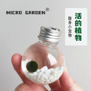 迷你海藻球随身瓶小宠物桌面生态瓶生日礼物毕业marimo懒人水培养