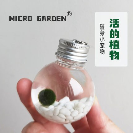 迷你海藻球随身瓶小宠物桌面生态瓶生日礼物毕业marimo懒人水培养