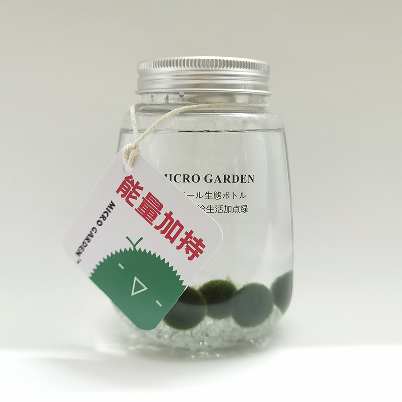 马里莫水藻球Marimo创意迷你植物生四季室内好养易活桌面宠物包邮