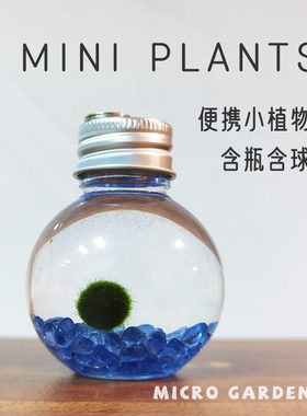 创意稀奇古怪海藻球生态瓶礼物