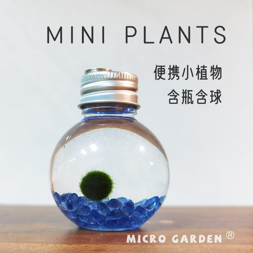创意稀奇古怪海藻球生态瓶礼物