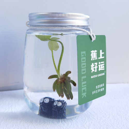 microgarden水草生态瓶懒人植物