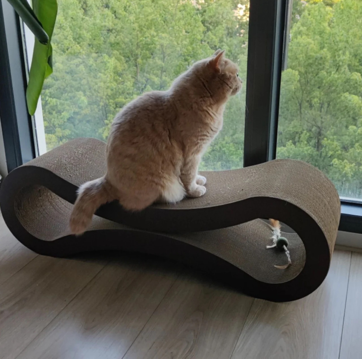 正版:petfusion八字猫抓板 国产 模切bb楞 3.6kg 无logo 包装上等