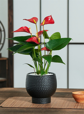 红掌盆栽一帆风顺花卉植物室内好养办公室绿植鸿运当头开花送礼