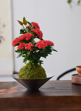 龙船花苔藓球开花绿植好养殖阳台庭院耐热四季常青带花苞开花植物