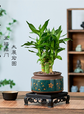 五支富贵竹室内植物节节高绿植带根好养步步高文昌竹客厅盆栽耐旱