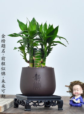 文昌竹四支富贵竹带根植物室内桌面绿植净化空气情绪稳定盆景花卉