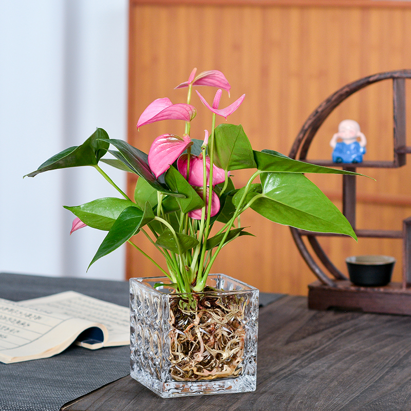 粉掌室内常年开花吸甲醛好养易活