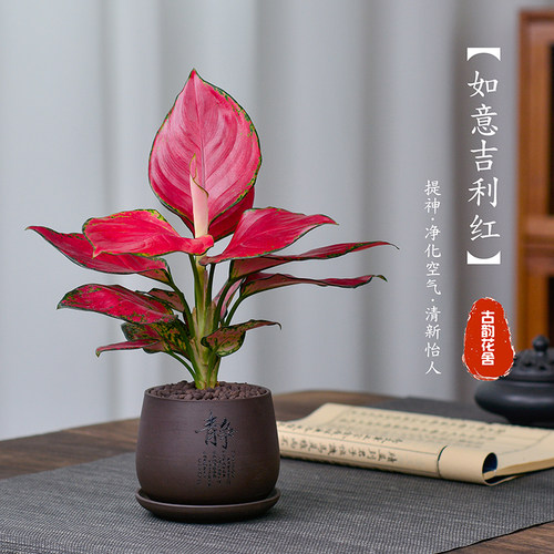 如意皇后吉利万年红水培绿植物室内水养绿萝萝花卉盆栽好养活四季 - 封面