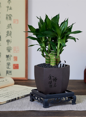 4支文昌竹金榜题名中高考桌面绿植净化空气步步高富贵竹带根盆栽
