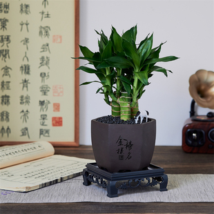 4支文昌竹金榜题名中高考桌面绿植净化空气步步高富贵竹带根盆栽