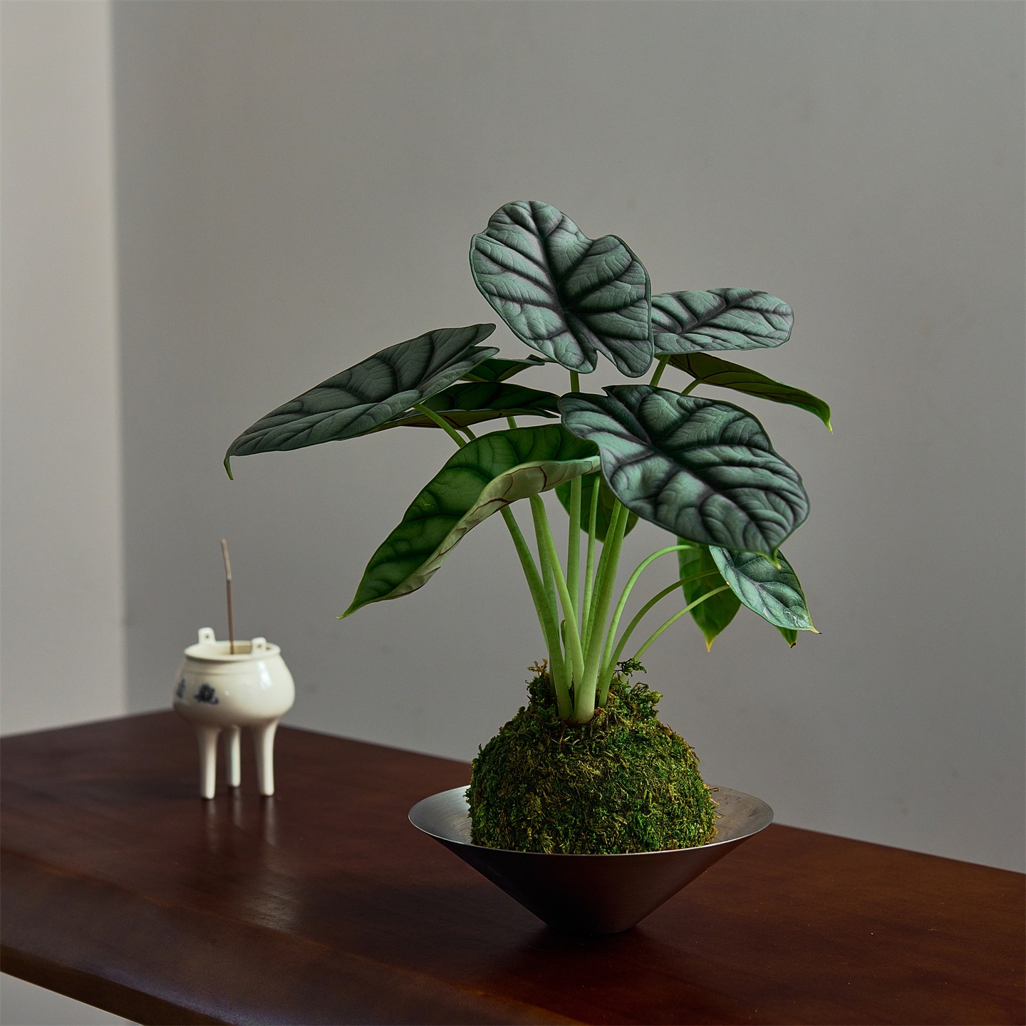 白犀牛海芋苔藓球绿植