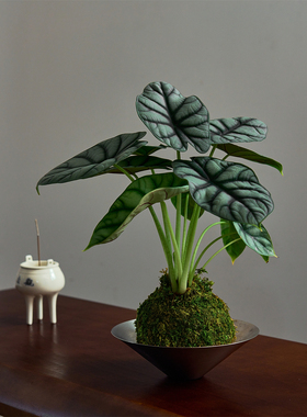 白犀牛海芋苔藓球INS风桌面盆栽客厅四季好养净化空气懒人绿植