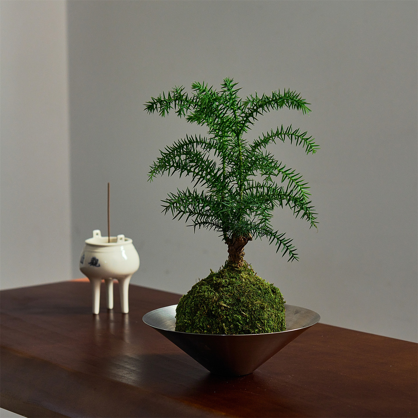 澳洲杉苔藓球盆栽办公室内桌面绿植花卉四季盆景植物软装 ins礼物,鲜花速递/花卉仿真/绿植园艺,绿植,淘宝优惠券,粉丝福利购,淘宝优惠卷