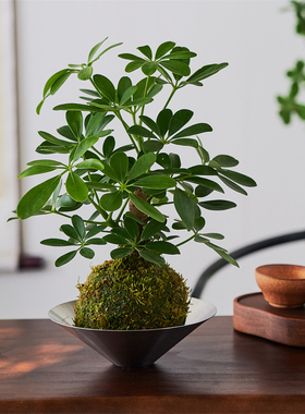 台湾鸭脚木苔藓球工位耐阴绿植北欧风家居盆栽清新八方来财送礼