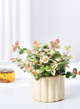 五彩花叶络石盆栽黄金彩叶吊兰室内绿植办公室北欧ins情绪稳定