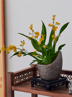 文心兰盆栽带花苞黄色梦香兰室内开花卉植物绿植年宵花送礼带香味