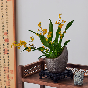 文心兰盆栽带花苞黄色梦香兰室内开花卉植物绿植年宵花送礼带香味