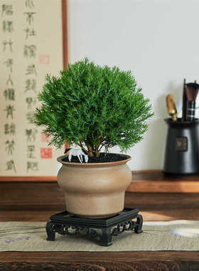 雾松盆栽盆景绿植花卉室内客厅书房办公室桌面四季常青微景观植物