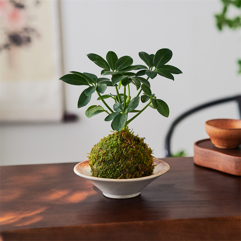 鸭脚木苔藓球办公室净化空气好养