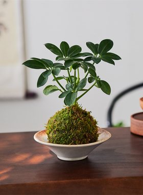 鸭脚木苔藓球｜水培植物懒人净化空气日式禅意新手植物八方来财