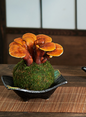 灵芝苔藓球观叶盆栽水培办公室桌面趣味招财多肉好养易活植物防辐