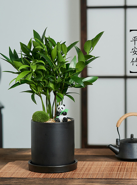 平安竹柏盆栽四季常青办公室内桌面禅意绿植花卉植物兴旺竹耐阴