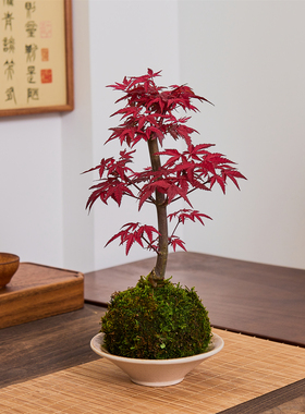 红枫盆景四季新中式室内桌面盆栽老桩耐寒观叶植物禅意盆栽好养活