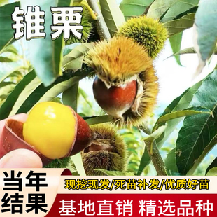 福建高山建瓯锥栗树果苗南北方庭院地栽盆栽种植活苗嫁接薄壳现挖